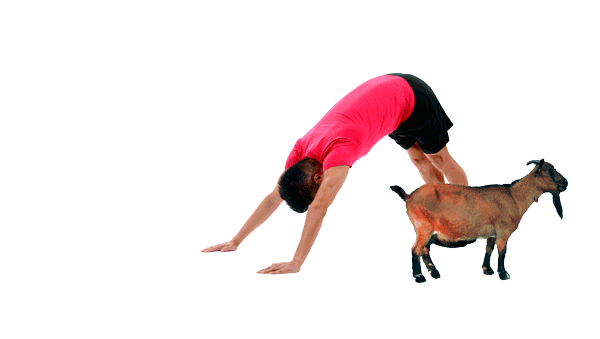 yoga-chevre